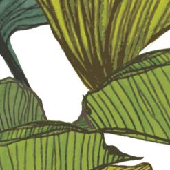 KERRADECO MONSTERA